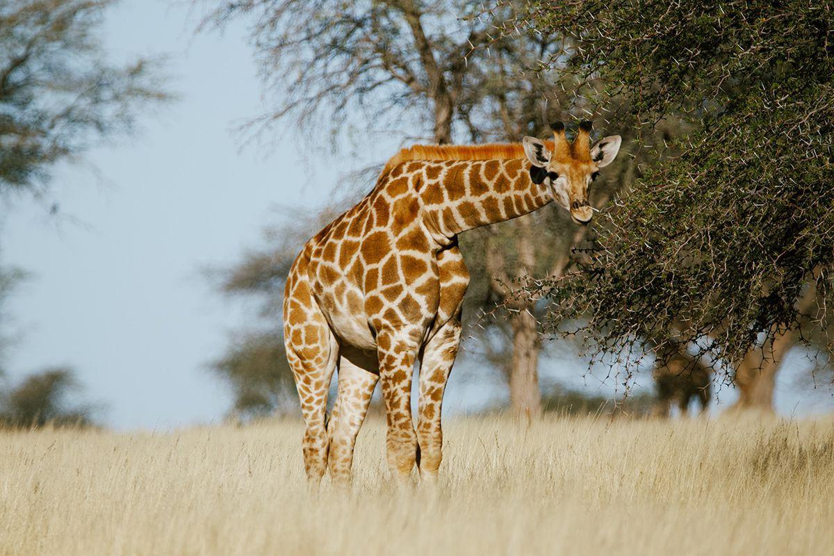 Giraffe-Naming