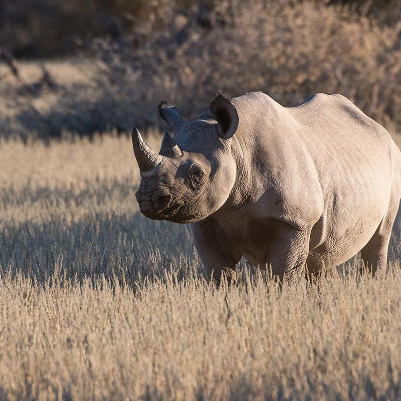 Rhino Tracking in Namibia