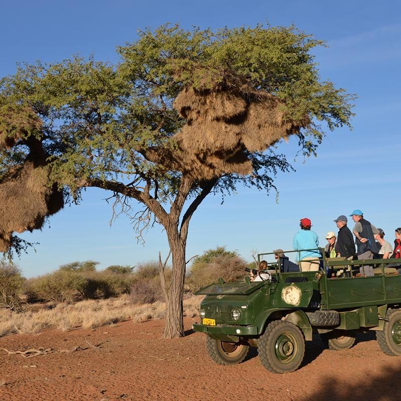 Kameldornbaum in der Kalahari