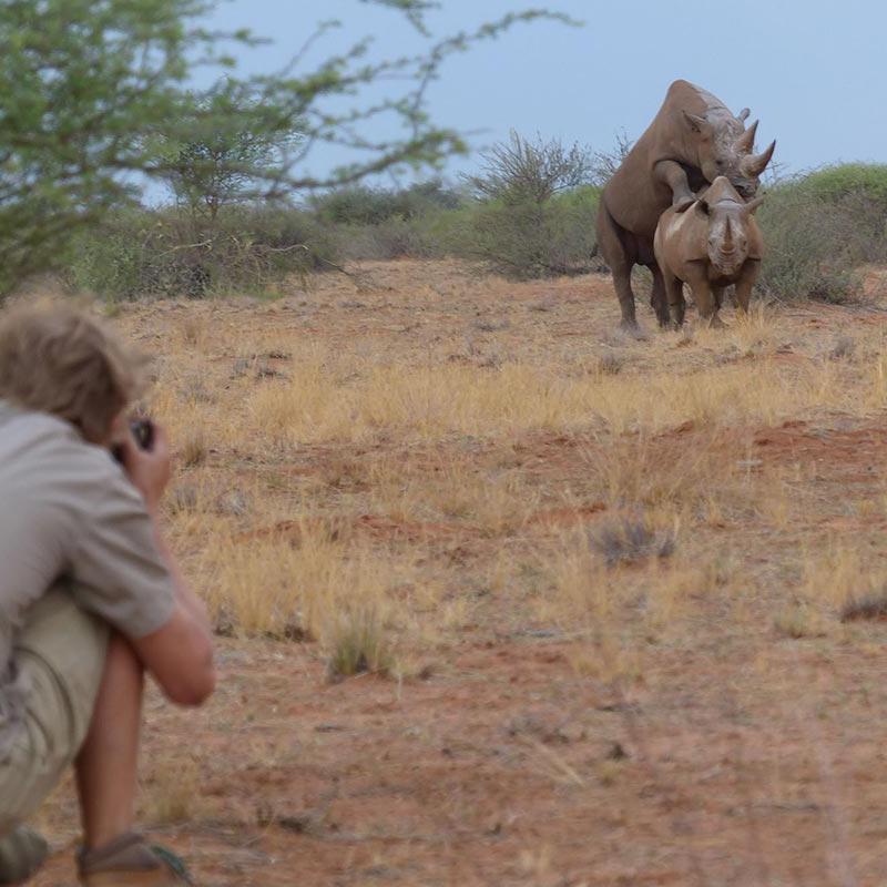 Nashorn Tracking und Pirschfahrt