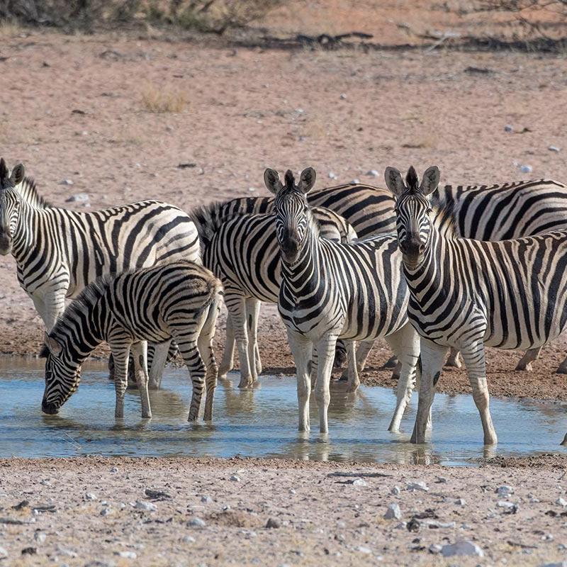 Zebras am Wasserloch auf Kuzikus