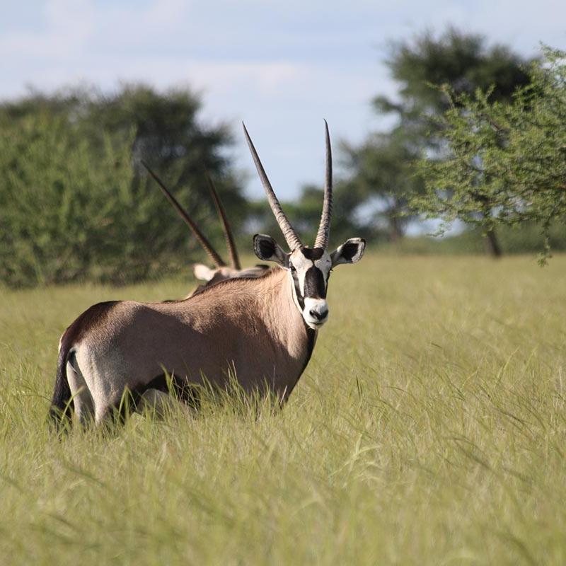 Oryxantilopen im südlichen Namibia