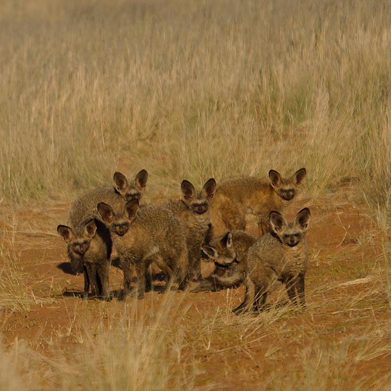 Löffelhunde in der Kalahari