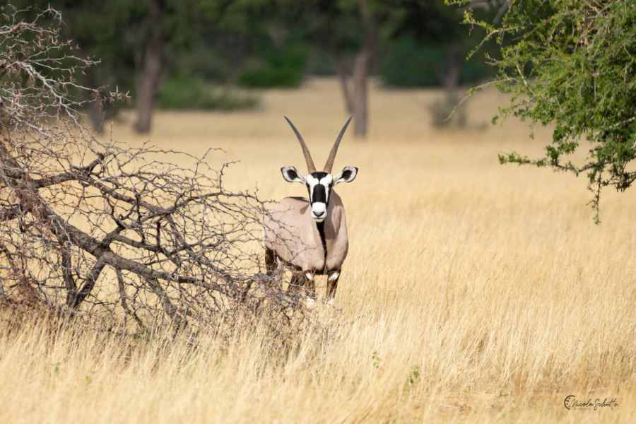 Oryxantilope 