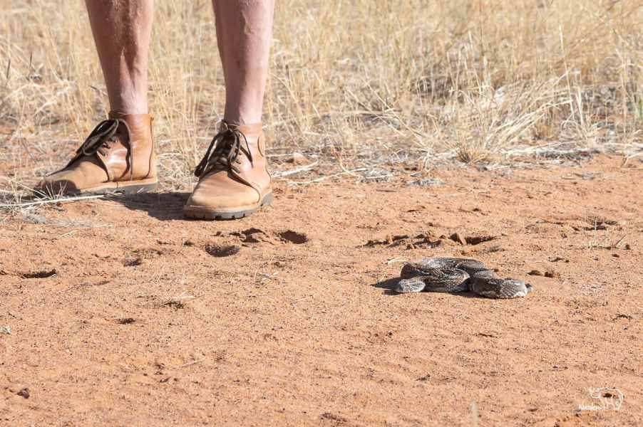 Puffotter in der Kalahari