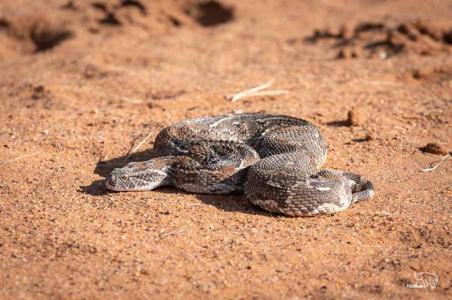 Eine der gefährlichsten Schlangen Afrikas