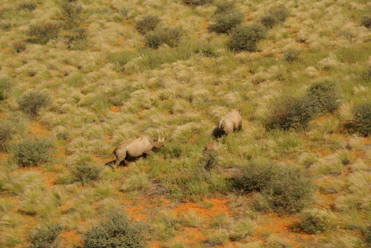 Eine KI-fähige Drohne könnte bald zum Erzfeind jedes Nashorn-Wilderers werden