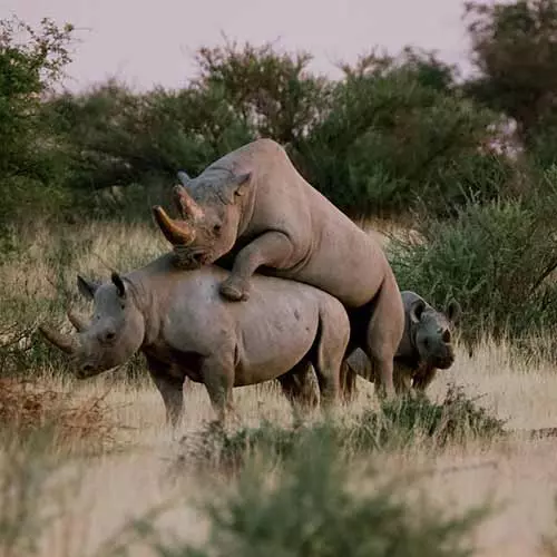 Rhino conservation project at Kuzikus