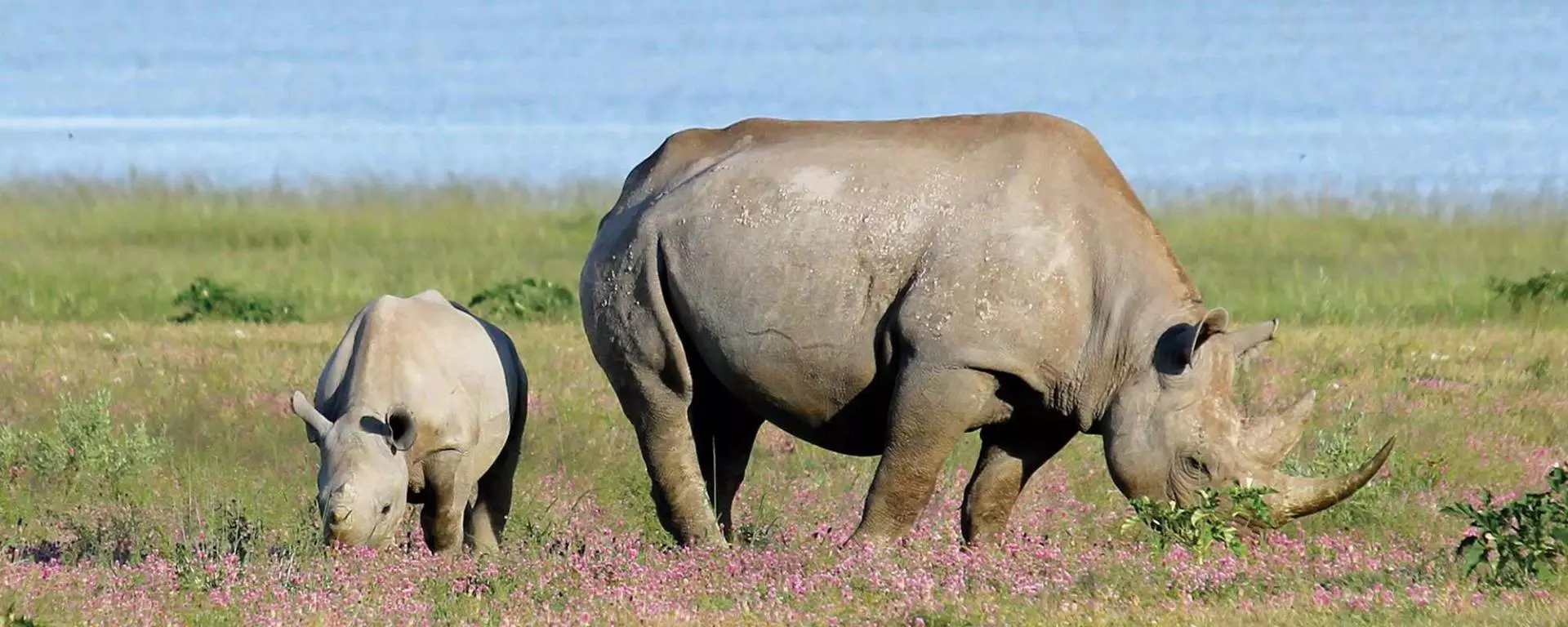 Rhino Conservation Project at Kuzikus