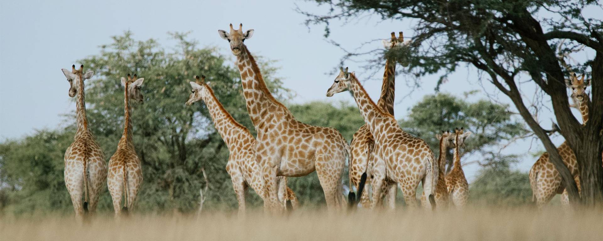 Giraffen Naturschutzprojekt Kuzikus