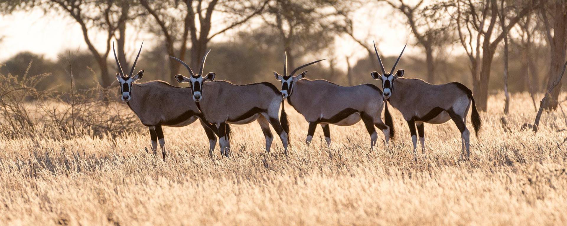 Oryxantilopen im Kuzikus Wildreservat