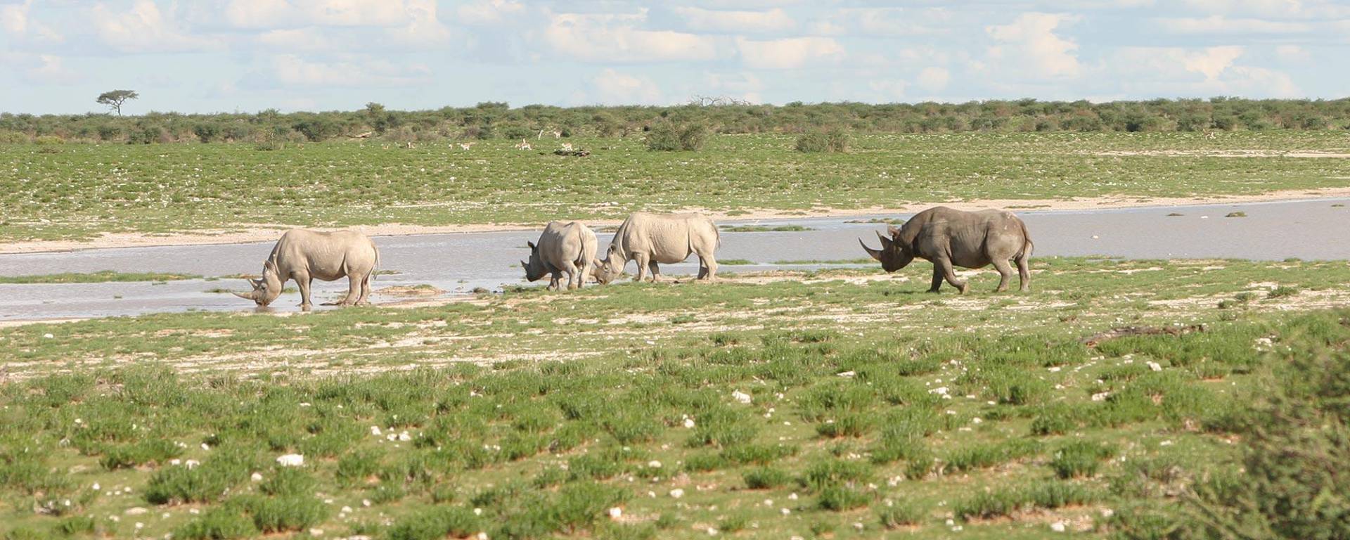 Rhinos at the Kuzikus waterhole