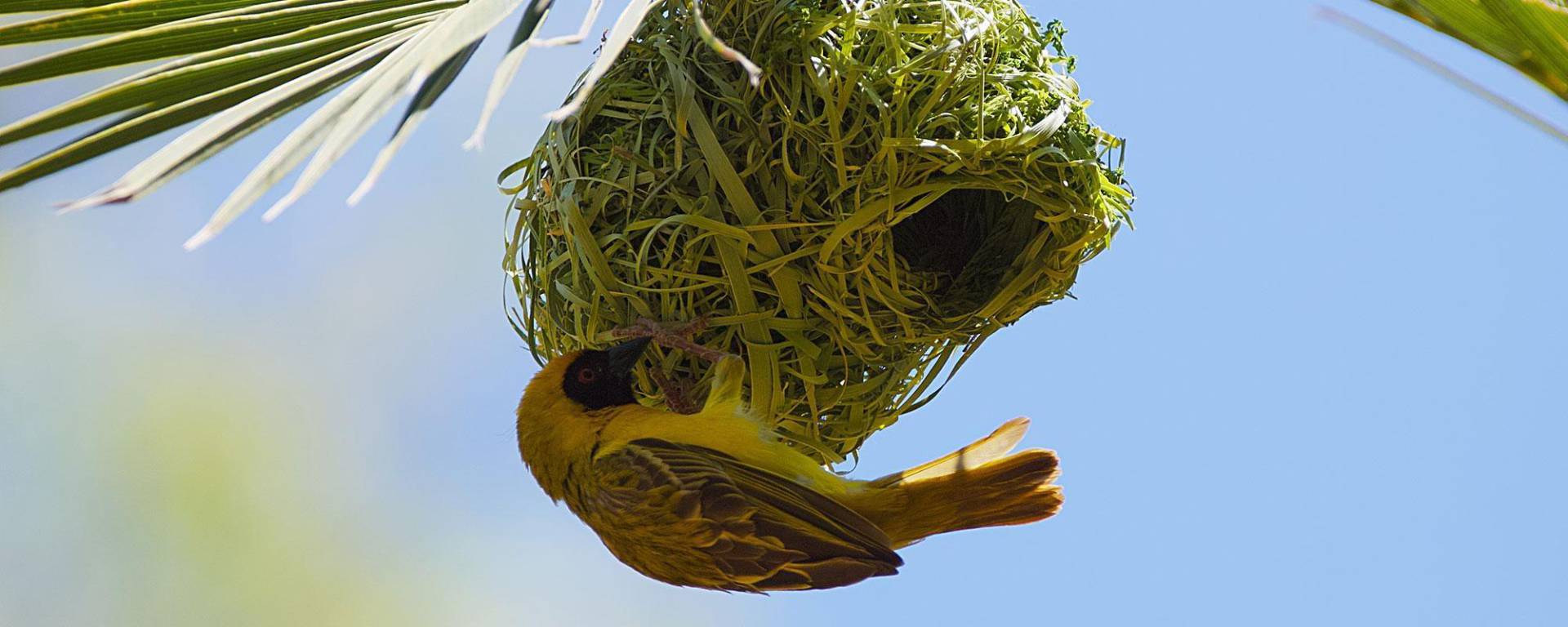 Weaver bird building its nest