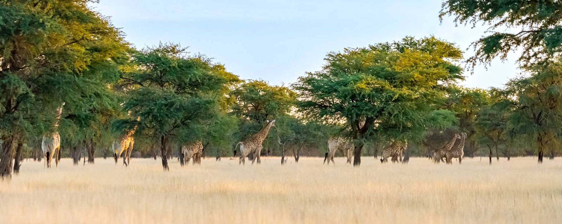 Giraffen im Kameldornwald
