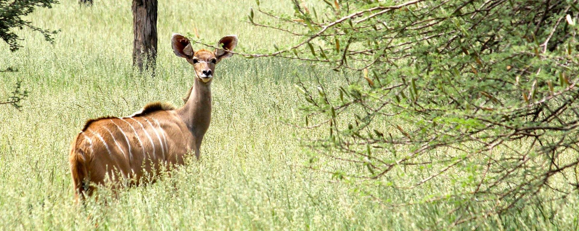 Young Kudu antelope