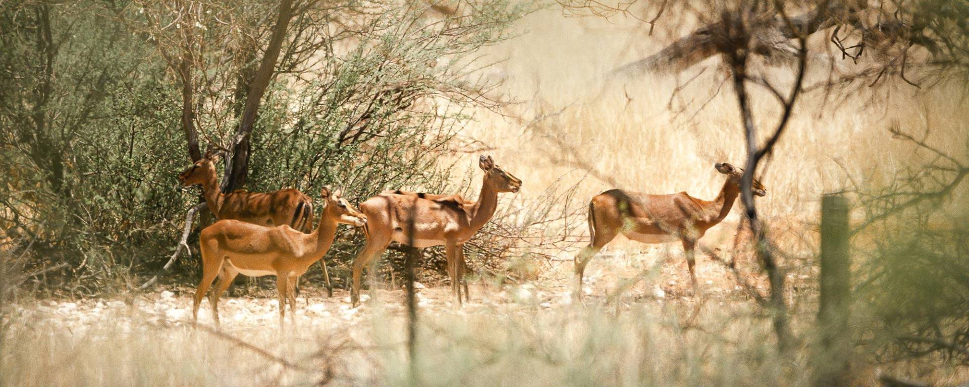 Impala in the namibian bush