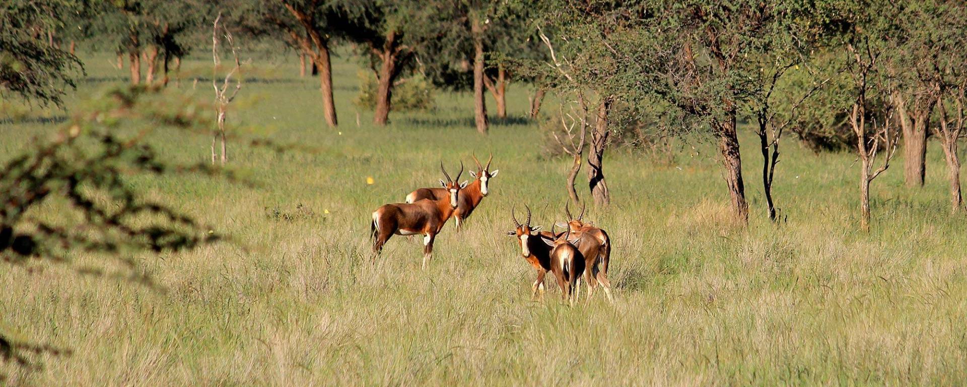 Blesbok antelope during rainy season