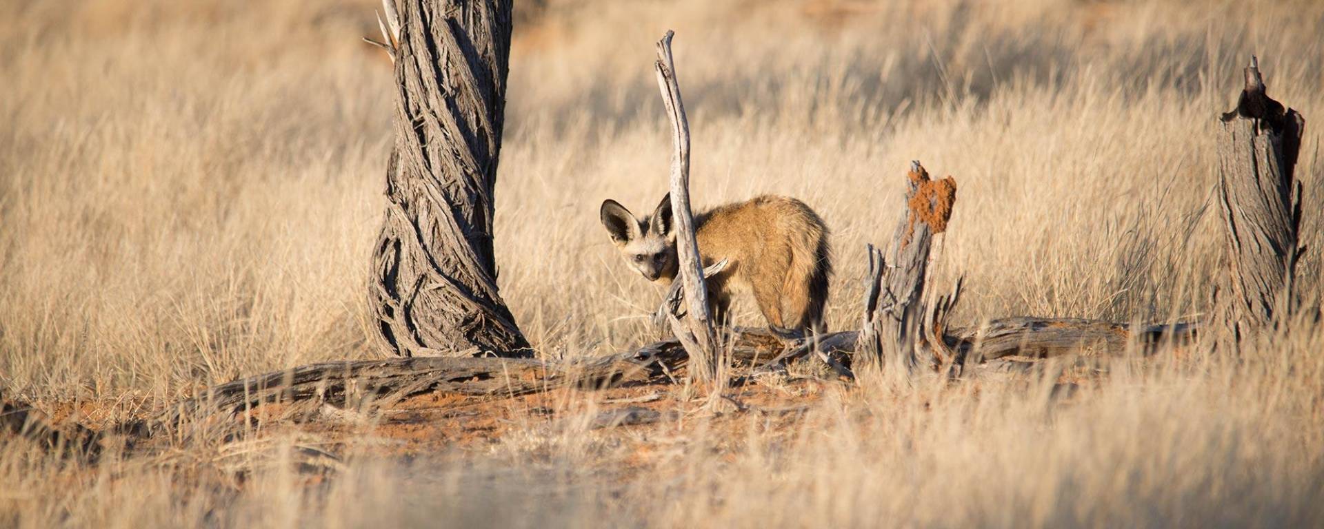 Bat eared fox searching for termites