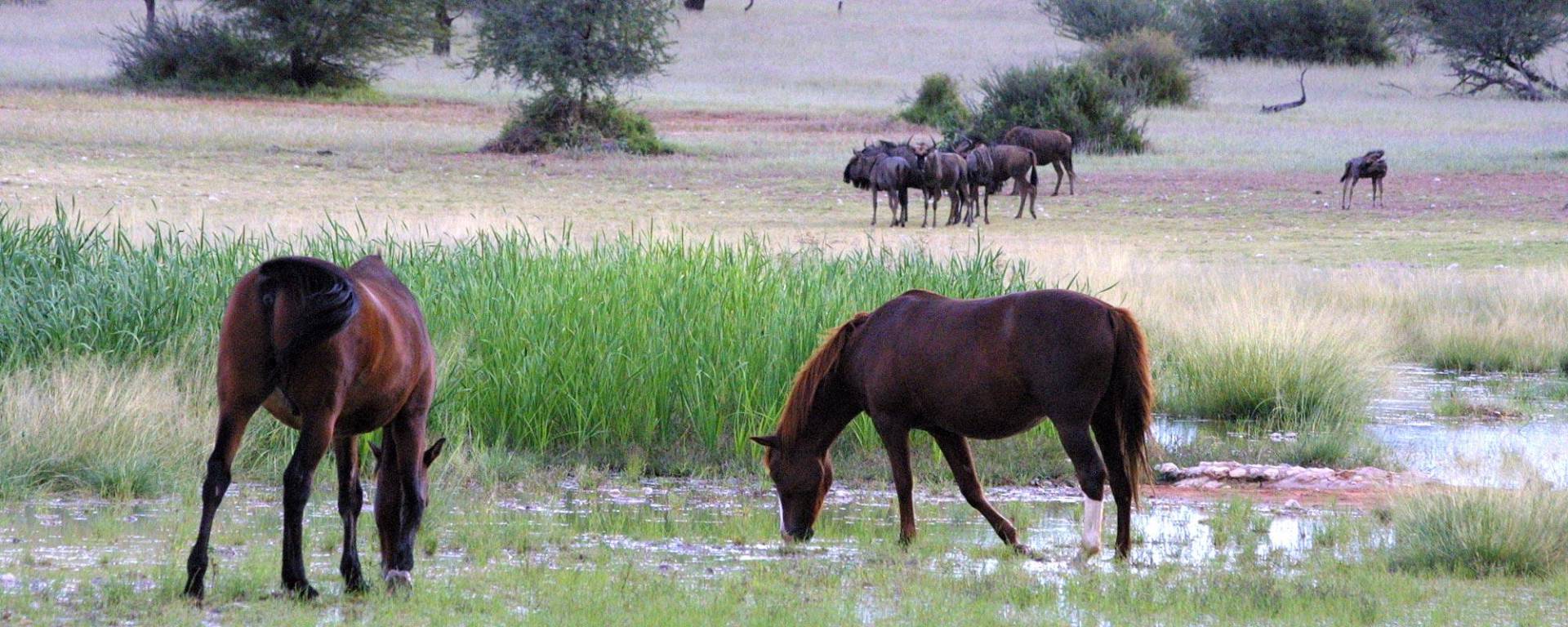 Kuzikus Farm with horses and wildbeest