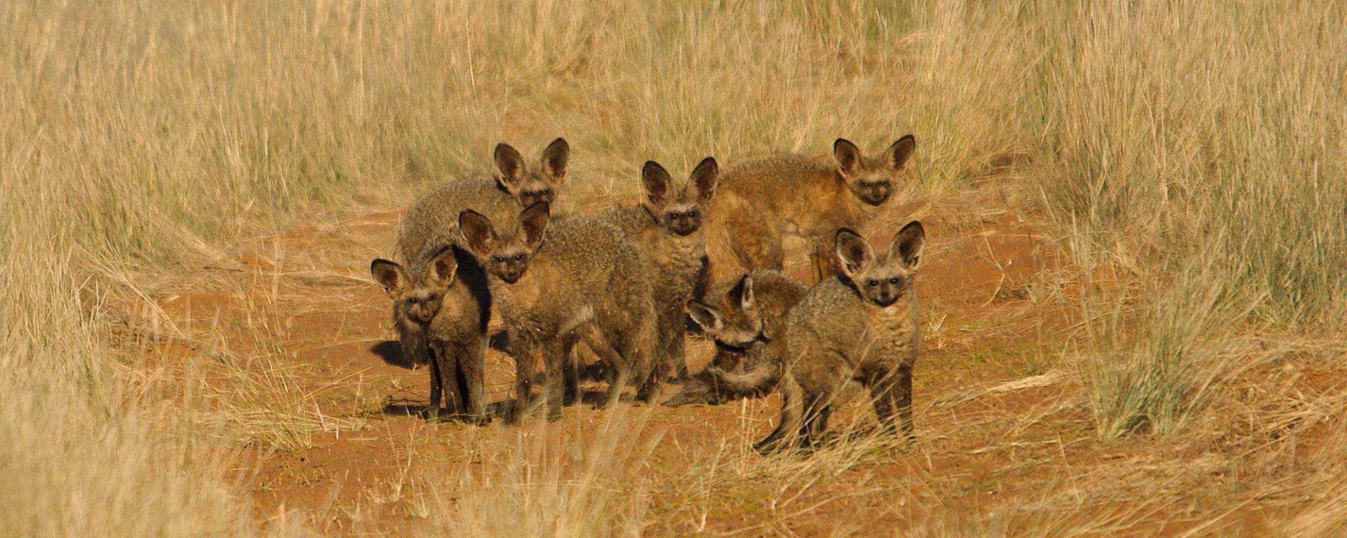 Bat eared foxes in Kalahari winter with thick fur
