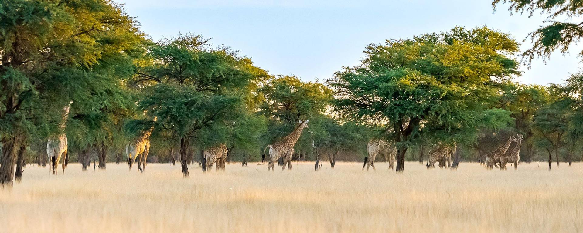 Giraffes at a Camelthorn forest at Kuzikus