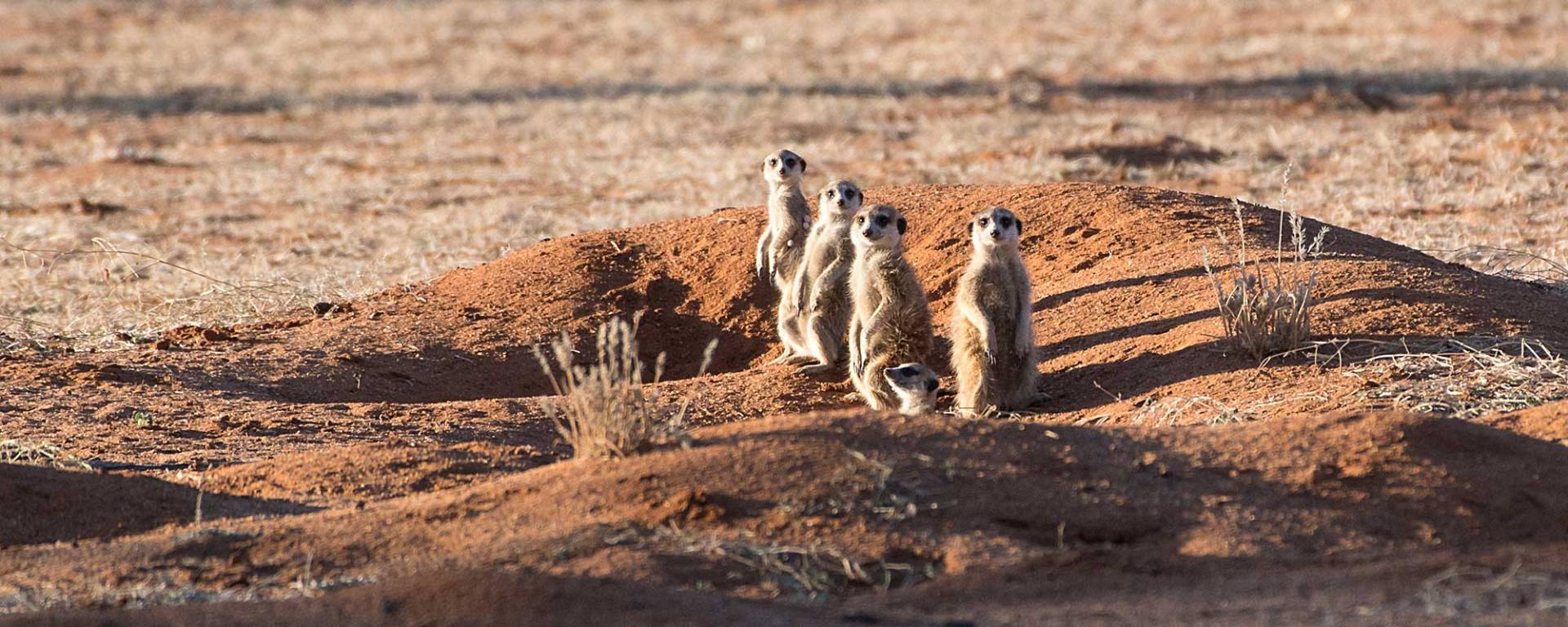 Kalahari Erdmännchen