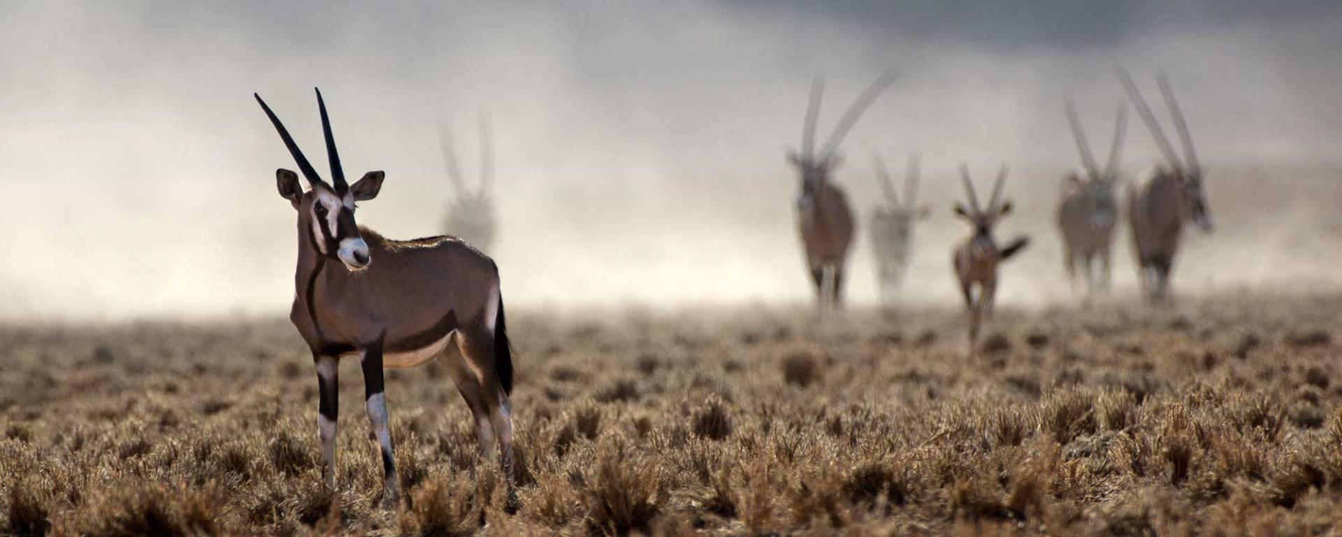 Oryxxantilopen in der Kalahari