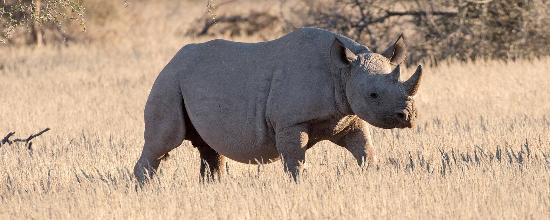 Rhino Conservation Area Kuzikus