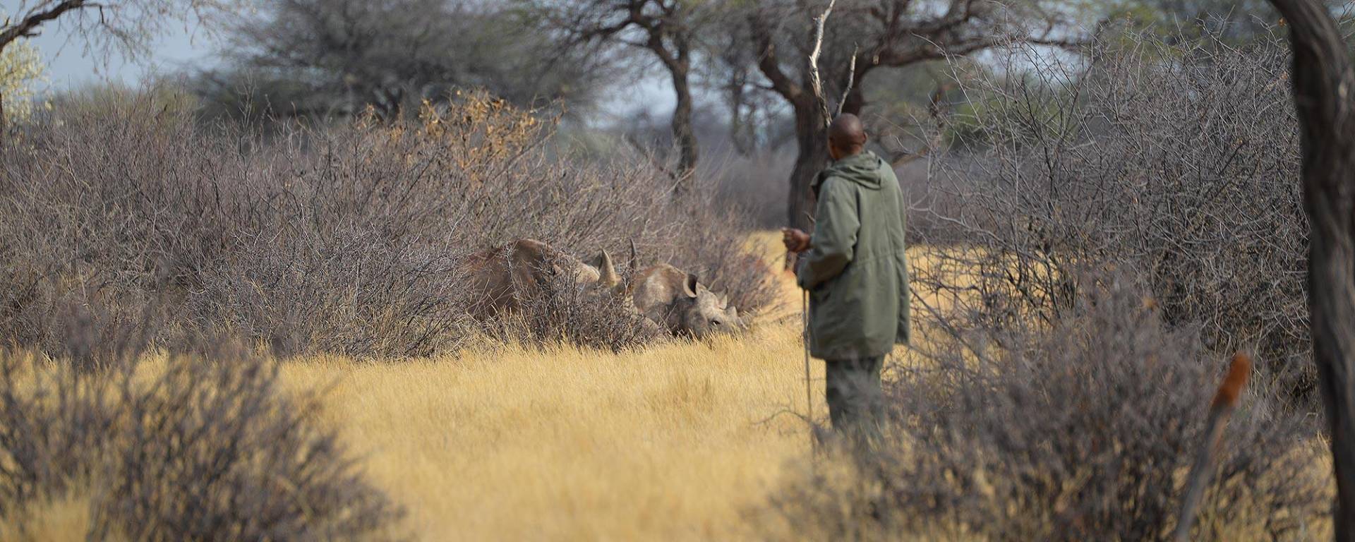 Guided Hookel-lipped rhino tracking