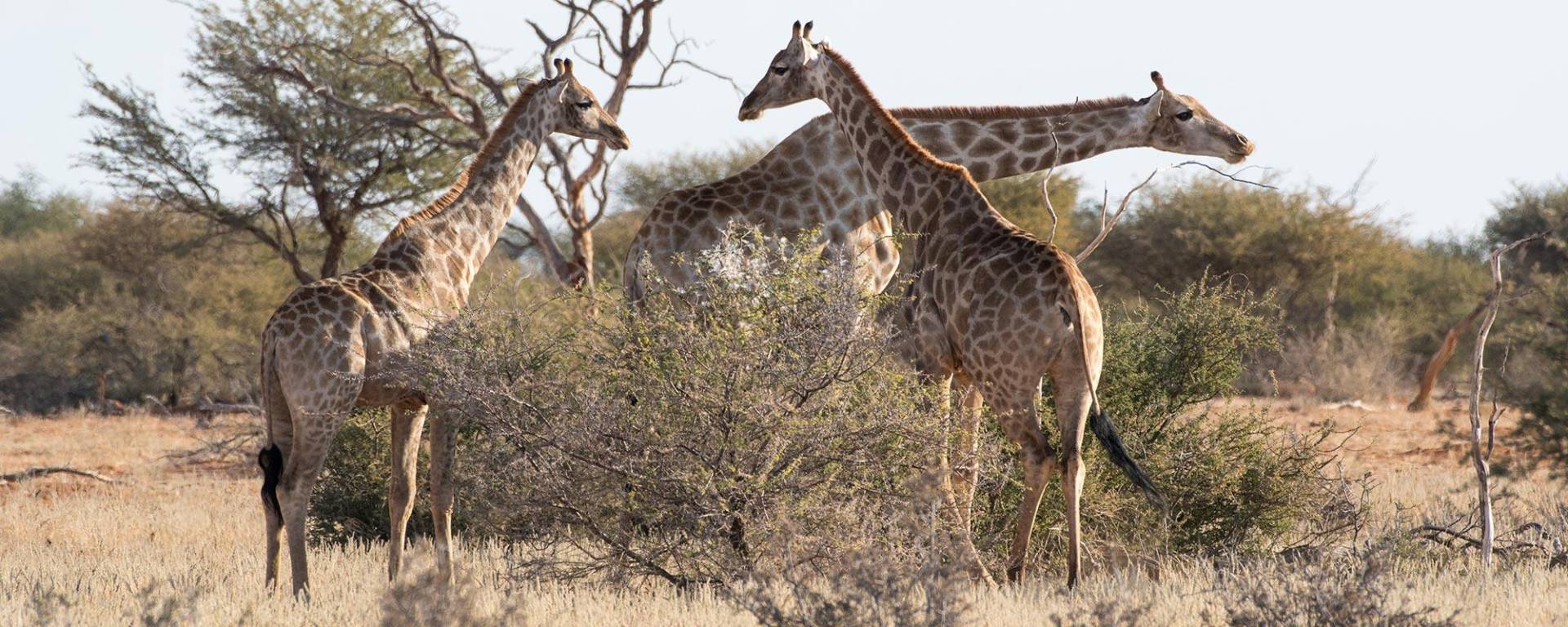 Giraffen auf dem Kuzikus Wildreservat