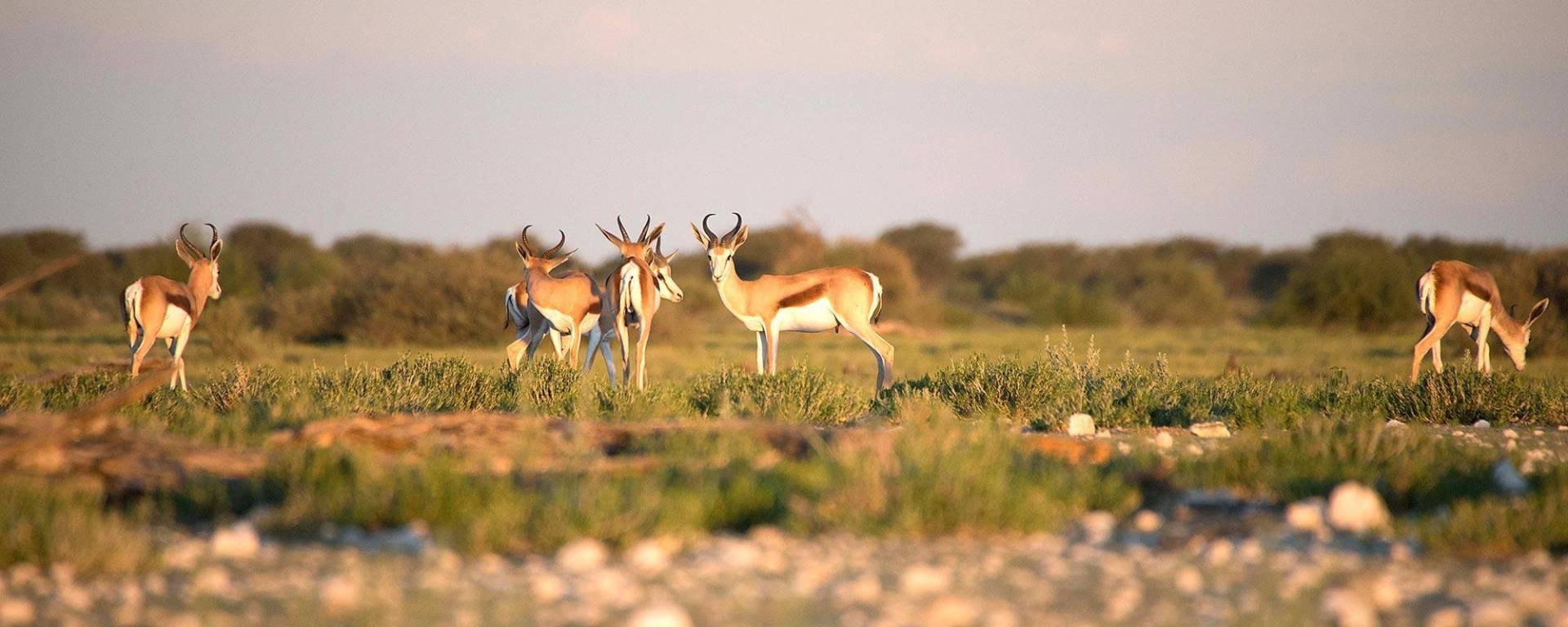 Springbuck antelope at Kuziukus