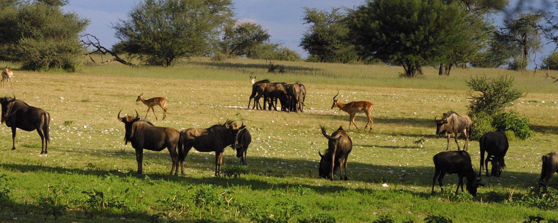 Abundance of wildlife at Kuzikus Wildlife Reserve