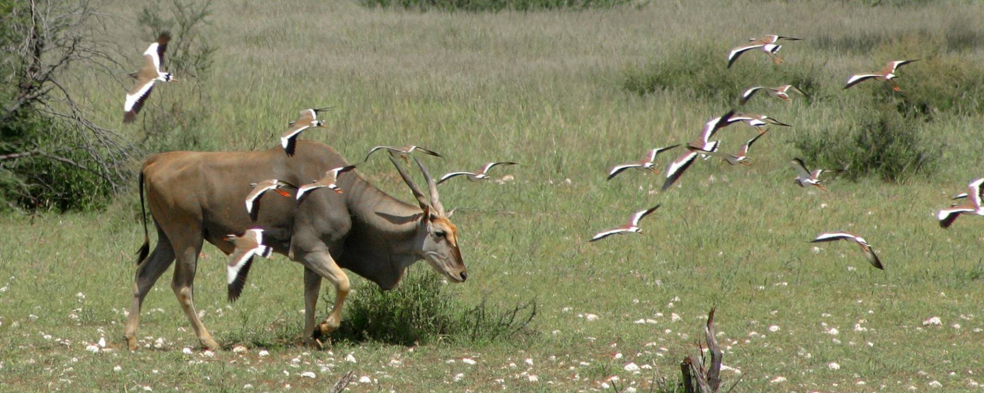 Eland in der namibischen Kalahari