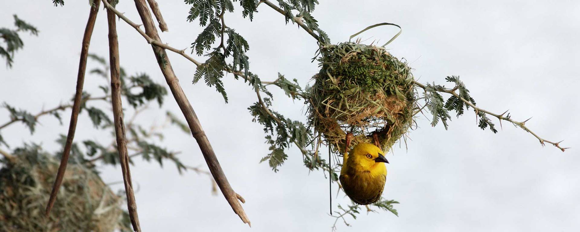 Webervogel baut sein Nest
