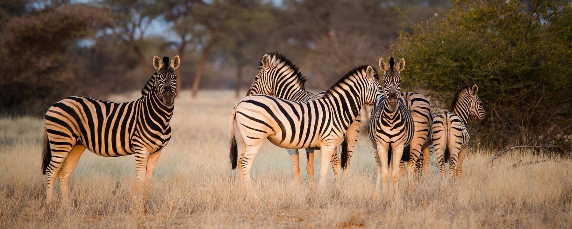Zebra herd at Kuzikus