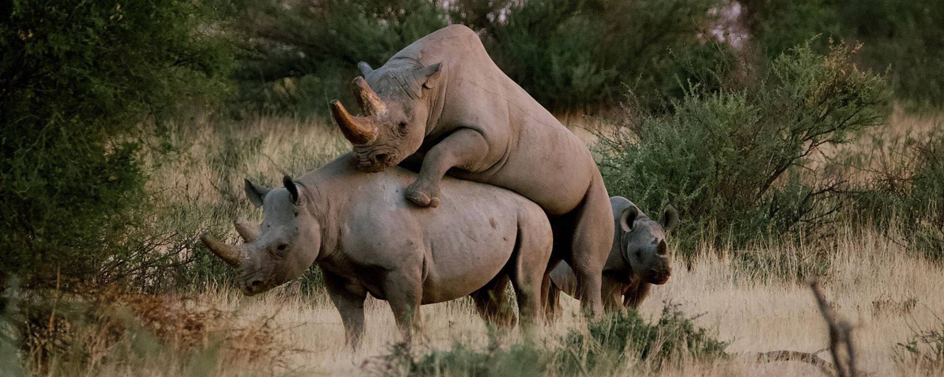 Busy Rhinos