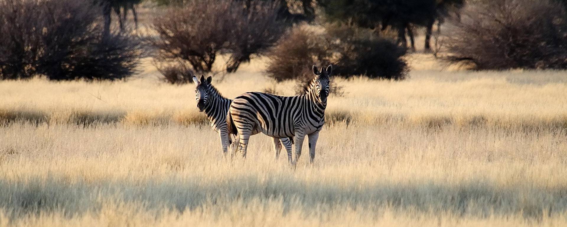Zebra in der namibischen Savanne
