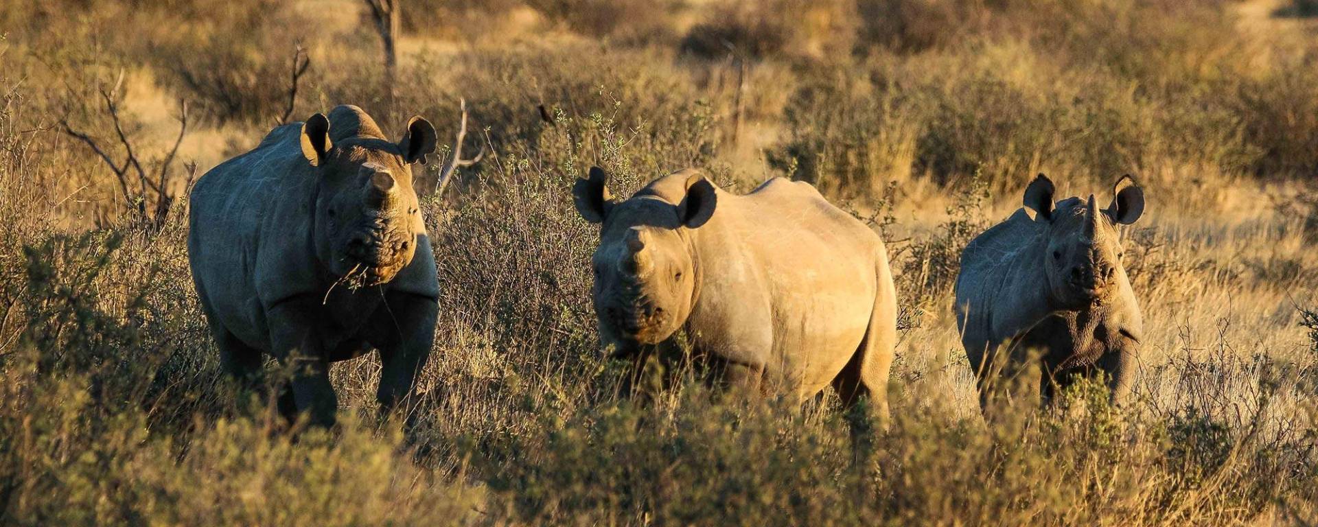 Rhinos with offspring at Kuzikus