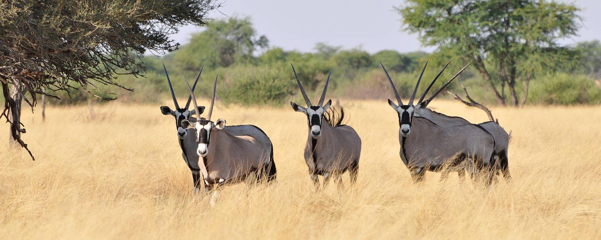 Oryx antelopes at Kuzikus