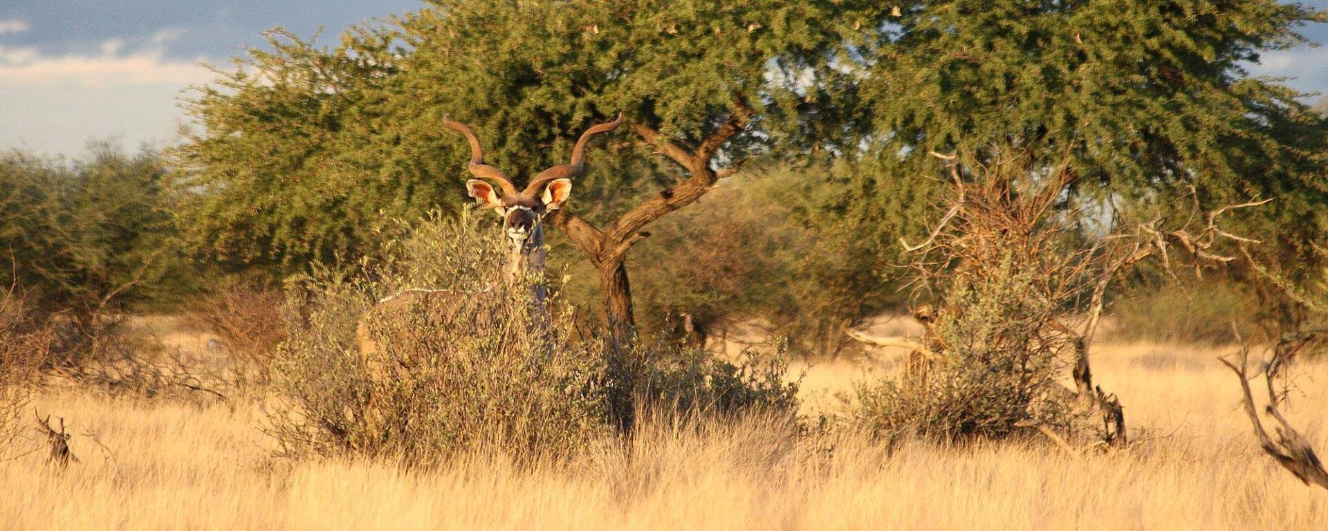 Ausgewachsener Kudu im Busch