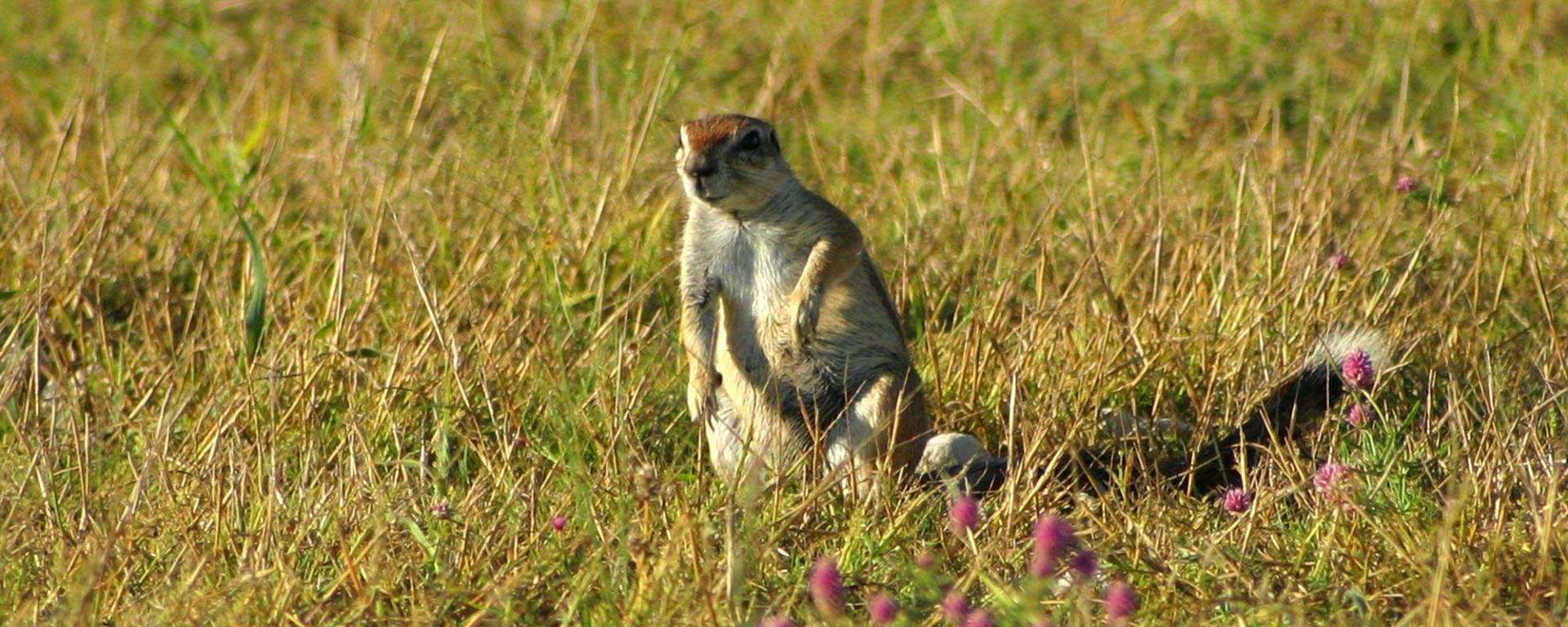Well-fed ground squirrel in Namibian Fall