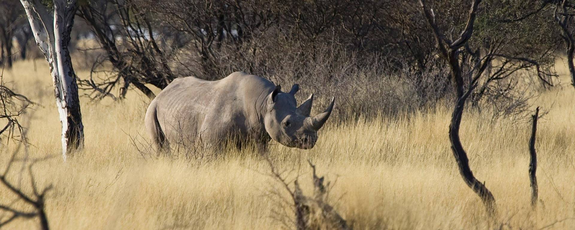 Tracking Hooked Lipped Rhinoceros