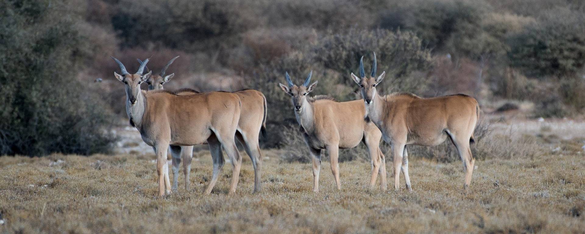 Elen antelope at Kuzikus Wildlife Reserve
