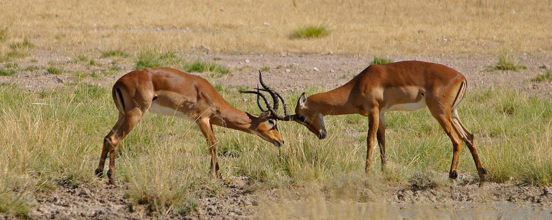 Impala beim Kampf auf Kuzikus