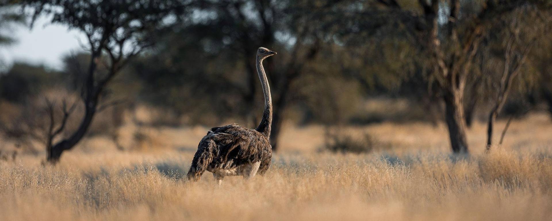 Vogelstrauß in der Kalahari