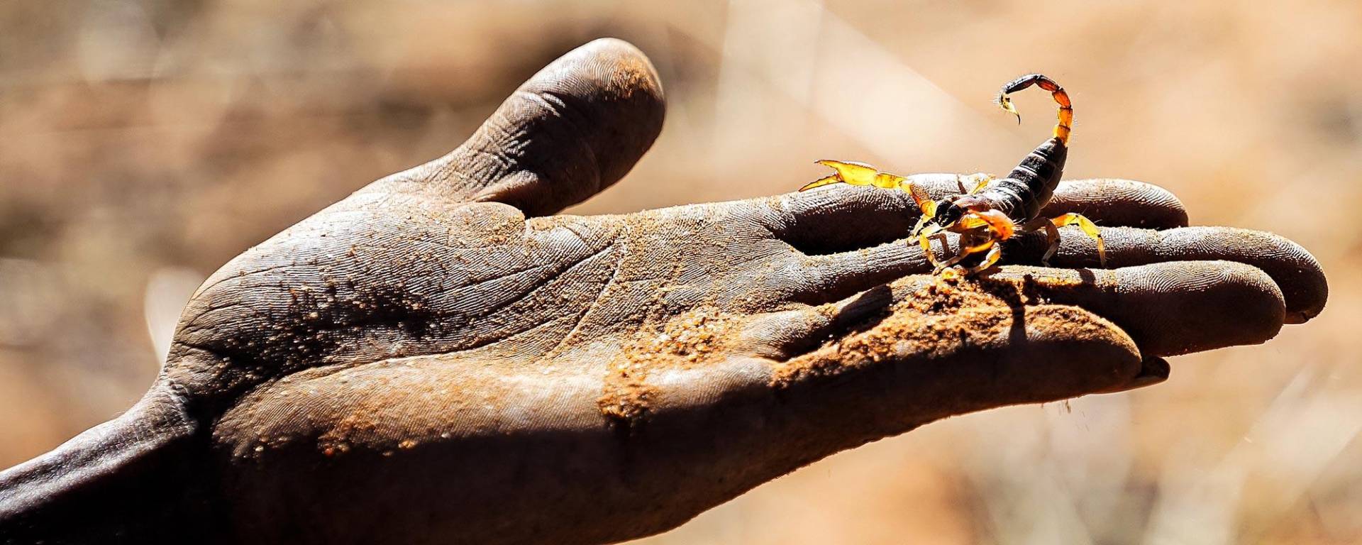 Friedlicher Skorpion in der Kalahari