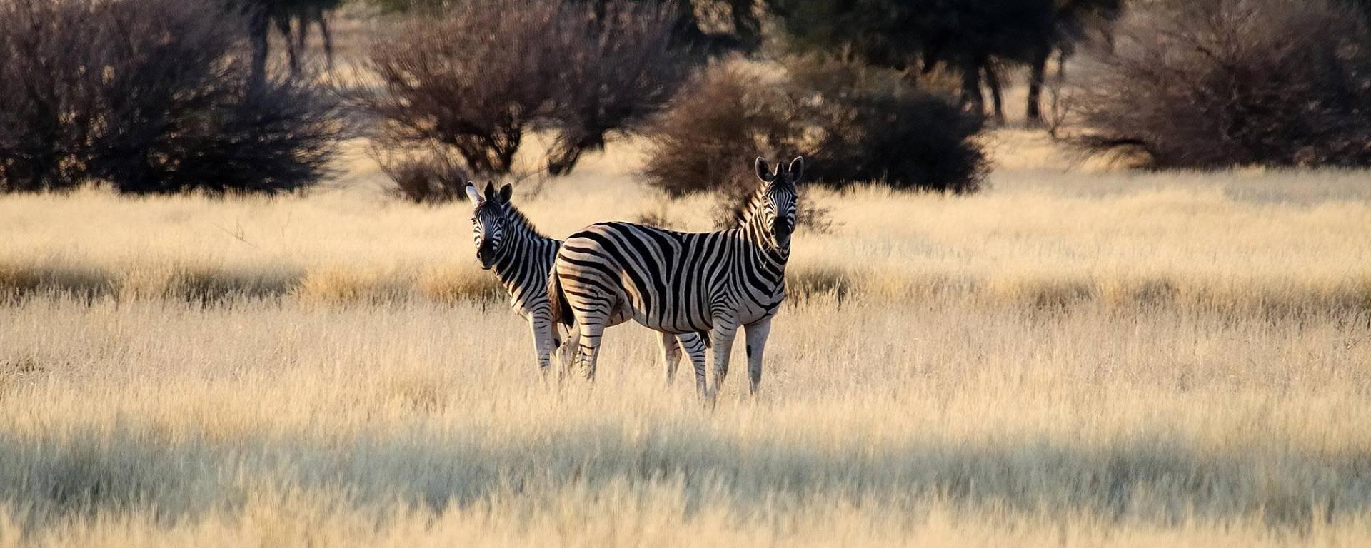 Zebra in the Namibian savanna