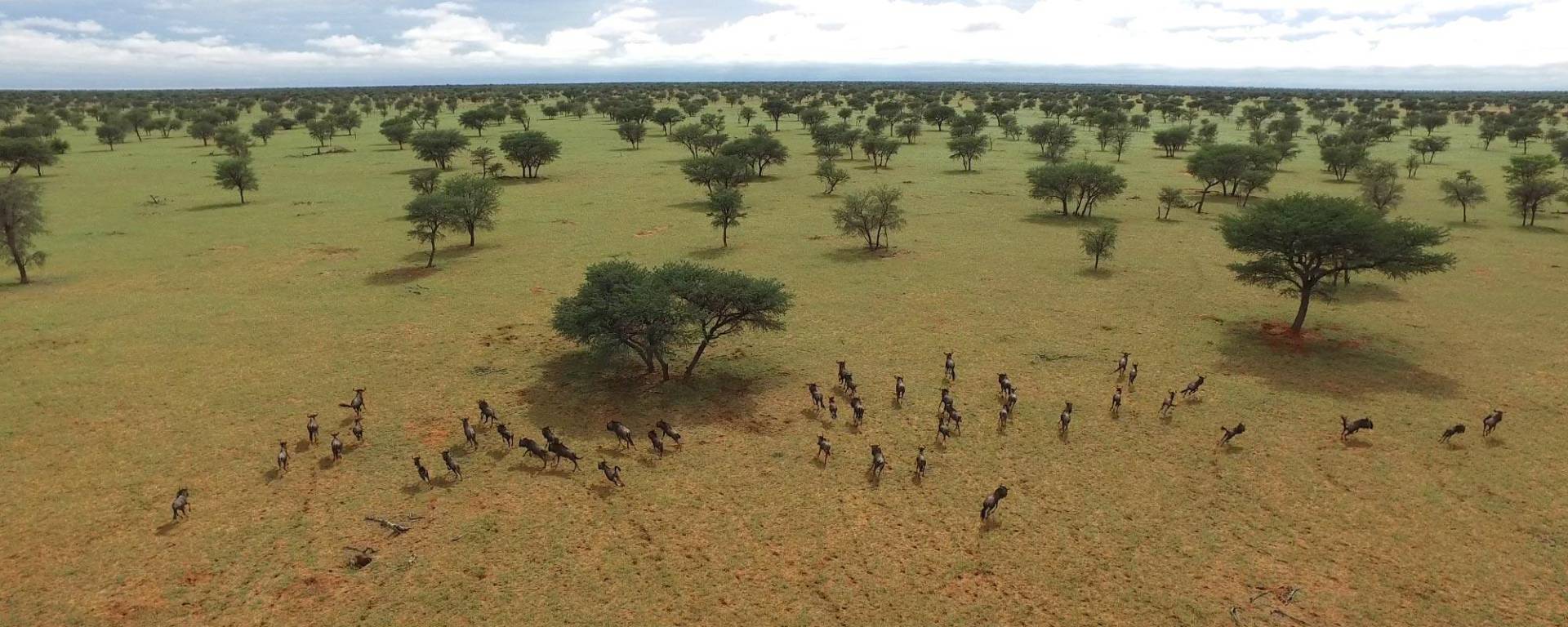 Drone image of a herd of wildebeest