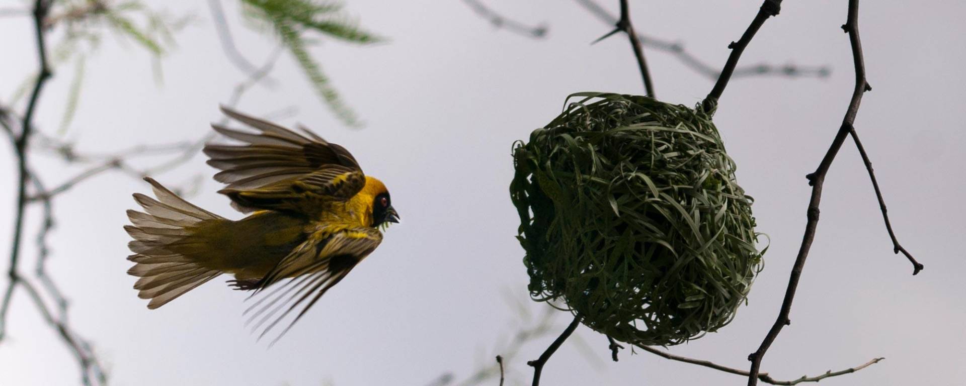 Weaver bird busy building the nest