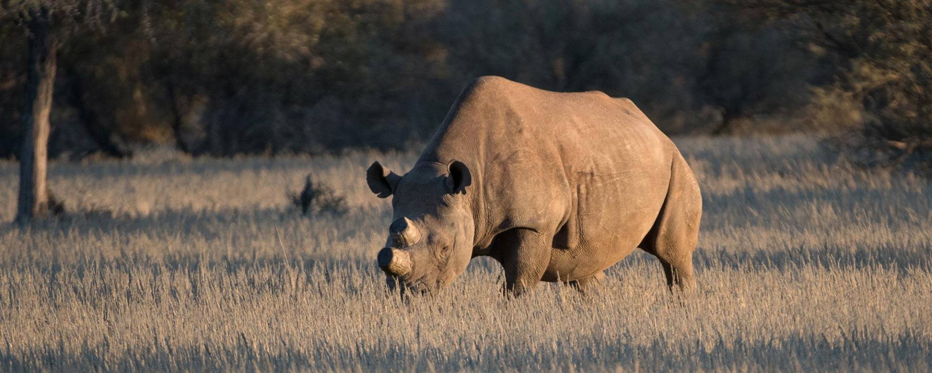 Black Rhino grazing